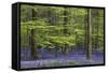 Bluebell Flowers in Forest with Beech Trees-null-Framed Stretched Canvas