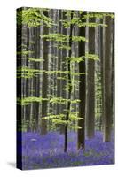 Bluebell Flowers in Forest with Beech Trees-null-Stretched Canvas