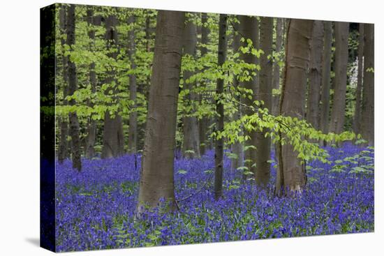 Bluebell Flowers in Forest with Beech Trees-null-Stretched Canvas