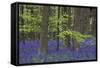 Bluebell Flowers in Forest with Beech Trees-null-Framed Stretched Canvas
