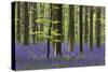 Bluebell Flowers in Forest with Beech Trees-null-Stretched Canvas