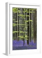 Bluebell Flowers in Forest with Beech Trees-null-Framed Photographic Print