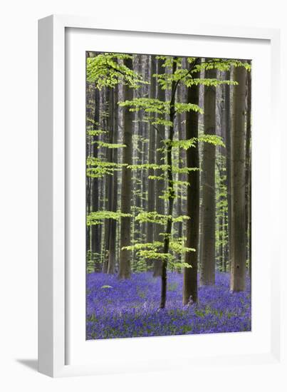 Bluebell Flowers in Forest with Beech Trees-null-Framed Photographic Print