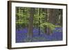 Bluebell Flowers in Forest with Beech Trees-null-Framed Photographic Print