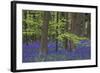 Bluebell Flowers in Forest with Beech Trees-null-Framed Photographic Print