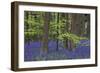Bluebell Flowers in Forest with Beech Trees-null-Framed Photographic Print