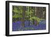 Bluebell Flowers in Forest with Beech Trees-null-Framed Photographic Print