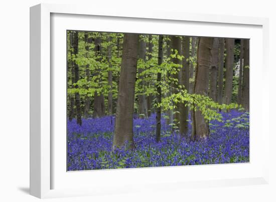 Bluebell Flowers in Forest with Beech Trees-null-Framed Photographic Print