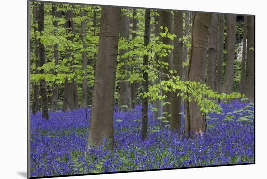 Bluebell Flowers in Forest with Beech Trees-null-Mounted Photographic Print