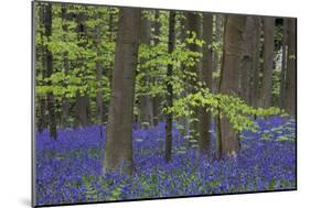 Bluebell Flowers in Forest with Beech Trees-null-Mounted Photographic Print