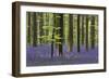 Bluebell Flowers in Forest with Beech Trees-null-Framed Photographic Print