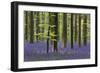 Bluebell Flowers in Forest with Beech Trees-null-Framed Photographic Print