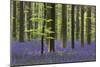 Bluebell Flowers in Forest with Beech Trees-null-Mounted Photographic Print