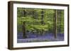 Bluebell Flowers in Forest with Beech Trees-null-Framed Photographic Print