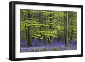 Bluebell Flowers in Forest with Beech Trees-null-Framed Photographic Print