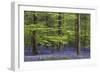 Bluebell Flowers in Forest with Beech Trees-null-Framed Photographic Print