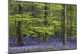 Bluebell Flowers in Forest with Beech Trees-null-Mounted Photographic Print