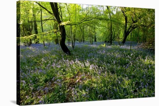 Bluebell forest-Charles Bowman-Stretched Canvas