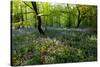 Bluebell forest-Charles Bowman-Stretched Canvas