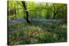 Bluebell forest-Charles Bowman-Stretched Canvas