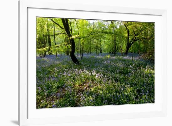 Bluebell forest-Charles Bowman-Framed Photographic Print