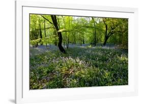 Bluebell forest-Charles Bowman-Framed Photographic Print