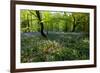 Bluebell forest-Charles Bowman-Framed Photographic Print