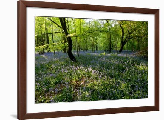 Bluebell forest-Charles Bowman-Framed Photographic Print