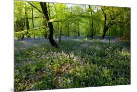 Bluebell forest-Charles Bowman-Mounted Photographic Print