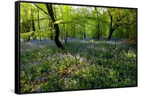 Bluebell forest-Charles Bowman-Framed Stretched Canvas