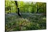 Bluebell forest-Charles Bowman-Stretched Canvas