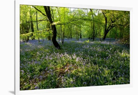 Bluebell forest-Charles Bowman-Framed Photographic Print