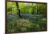 Bluebell forest-Charles Bowman-Framed Photographic Print