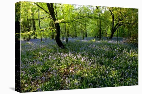 Bluebell forest-Charles Bowman-Stretched Canvas