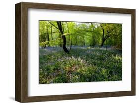 Bluebell forest-Charles Bowman-Framed Photographic Print