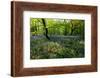 Bluebell forest-Charles Bowman-Framed Photographic Print