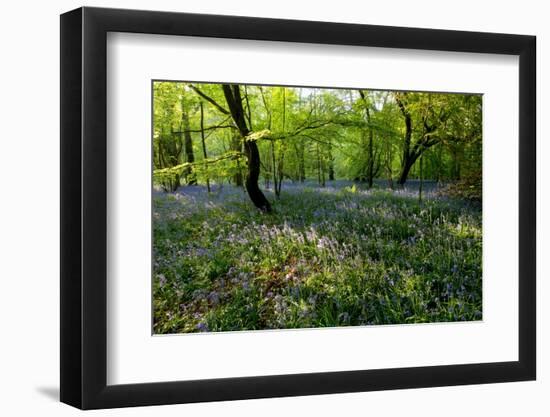 Bluebell forest-Charles Bowman-Framed Photographic Print