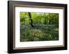 Bluebell forest-Charles Bowman-Framed Photographic Print