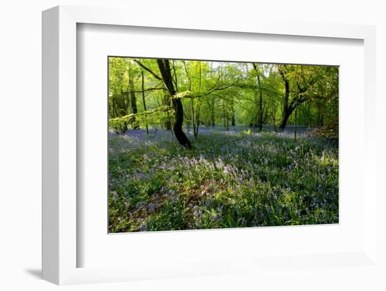 Bluebell forest-Charles Bowman-Framed Photographic Print