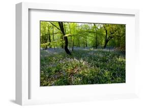 Bluebell forest-Charles Bowman-Framed Photographic Print