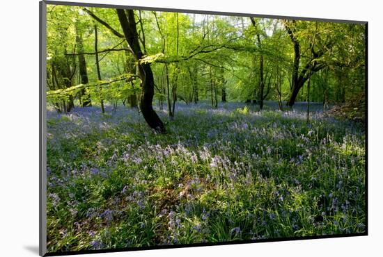 Bluebell forest-Charles Bowman-Mounted Photographic Print