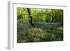 Bluebell forest-Charles Bowman-Framed Photographic Print