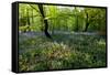 Bluebell forest-Charles Bowman-Framed Stretched Canvas