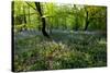 Bluebell forest-Charles Bowman-Stretched Canvas
