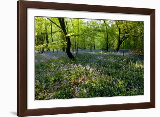 Bluebell forest-Charles Bowman-Framed Photographic Print