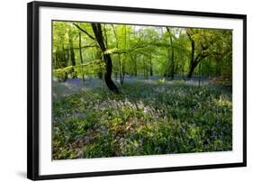 Bluebell forest-Charles Bowman-Framed Photographic Print