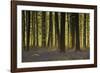 Bluebell Gathering-Wild Wonders of Europe-Framed Giclee Print