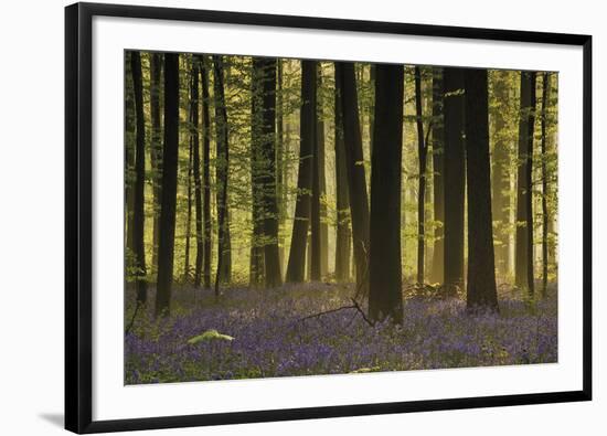 Bluebell Gathering-Wild Wonders of Europe-Framed Giclee Print