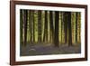 Bluebell Gathering-Wild Wonders of Europe-Framed Giclee Print