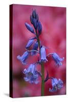 Bluebell, Hyacinthoides Non-Scripta, Close-Up-Andreas Keil-Stretched Canvas